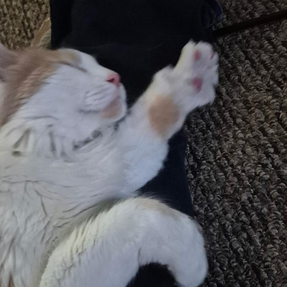 Enlarge Albus, a Adoptable mixed breed in FITCHBURG, MA image 4/6