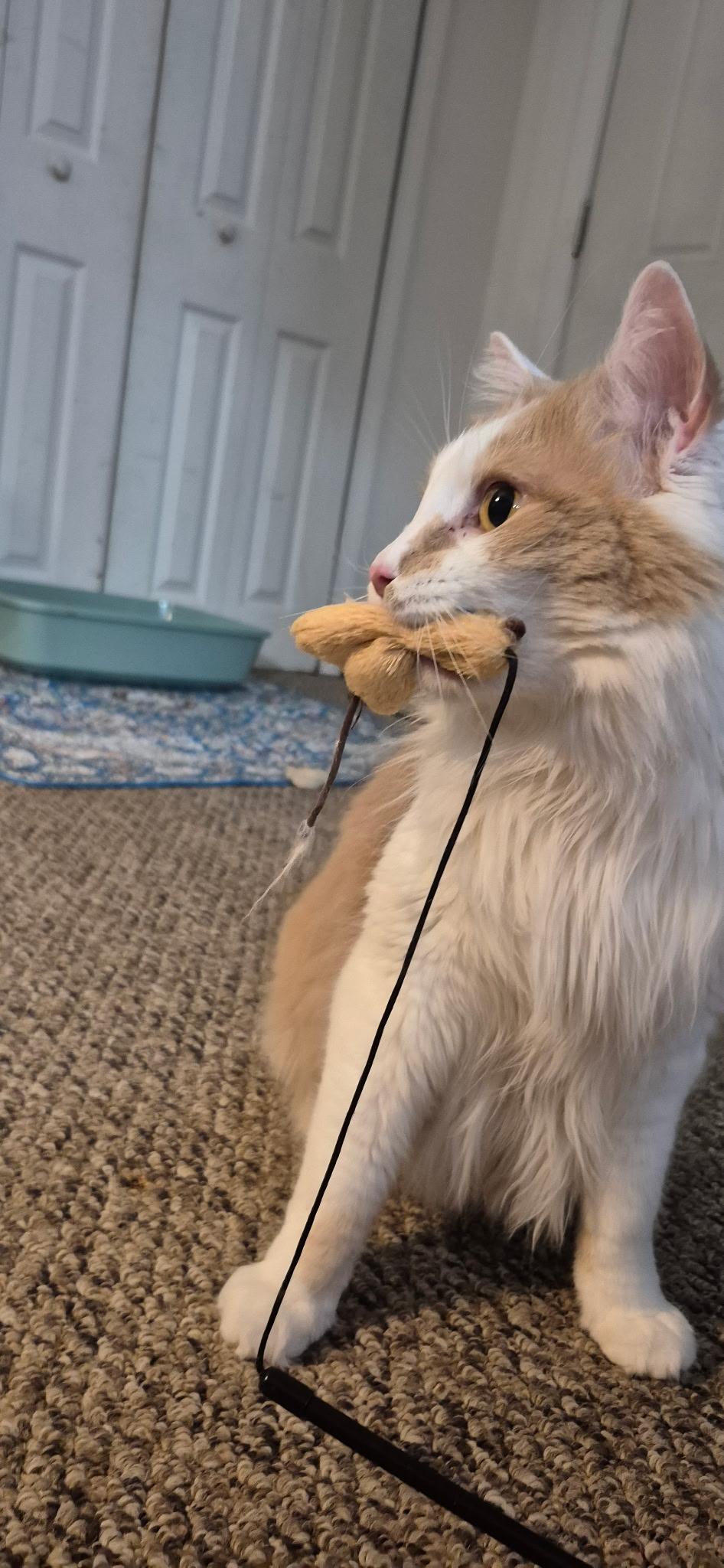 Enlarge Albus, a Adoptable mixed breed in FITCHBURG, MA image 3/6