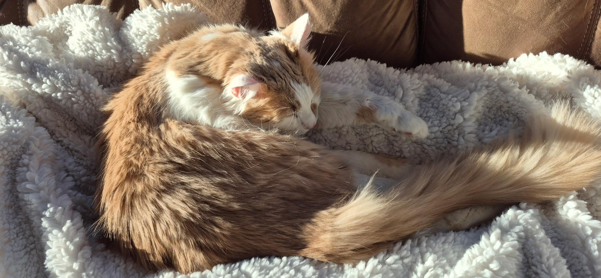 Enlarge Albus, a Adoptable mixed breed in FITCHBURG, MA image 5/6