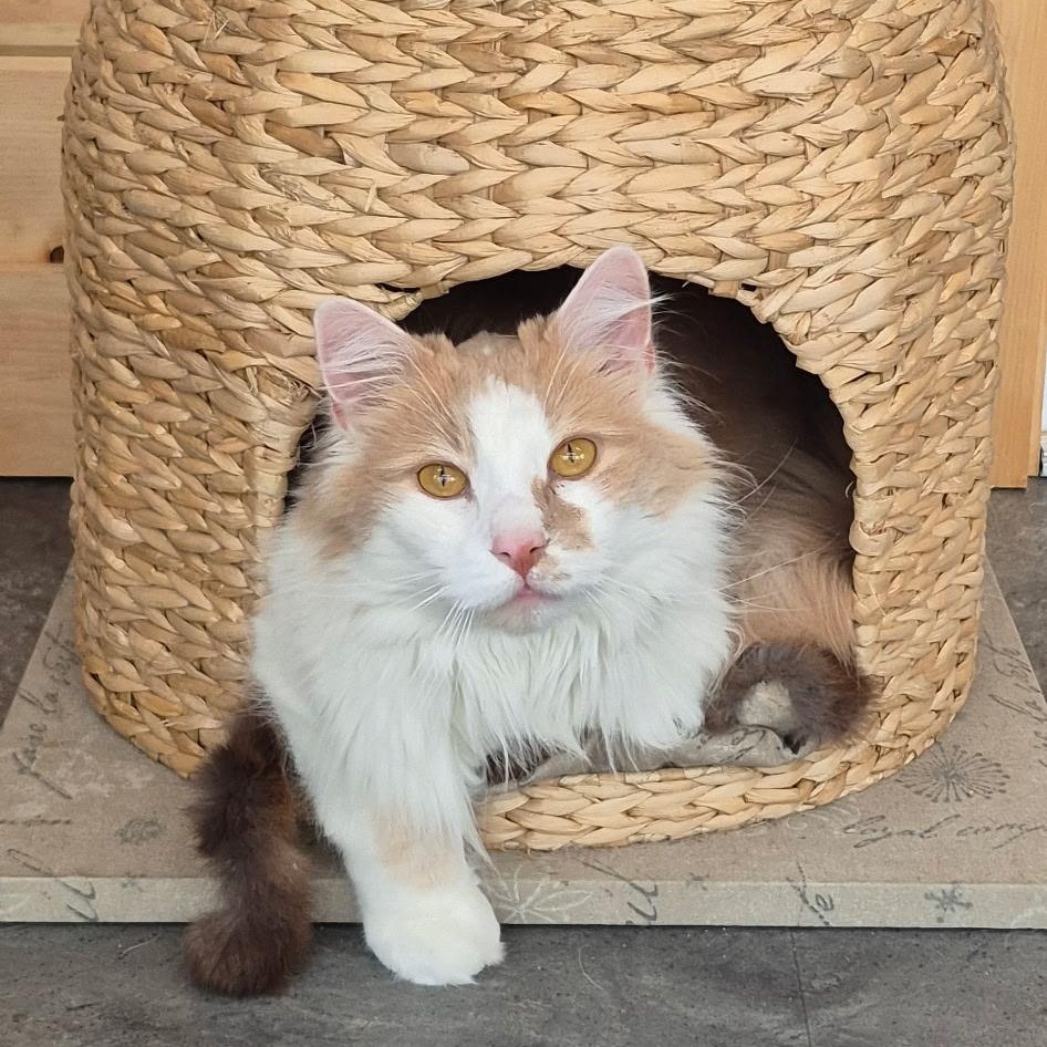 Albus, Adoptable, Adult Male Maine Coon & Domestic Long Hair.