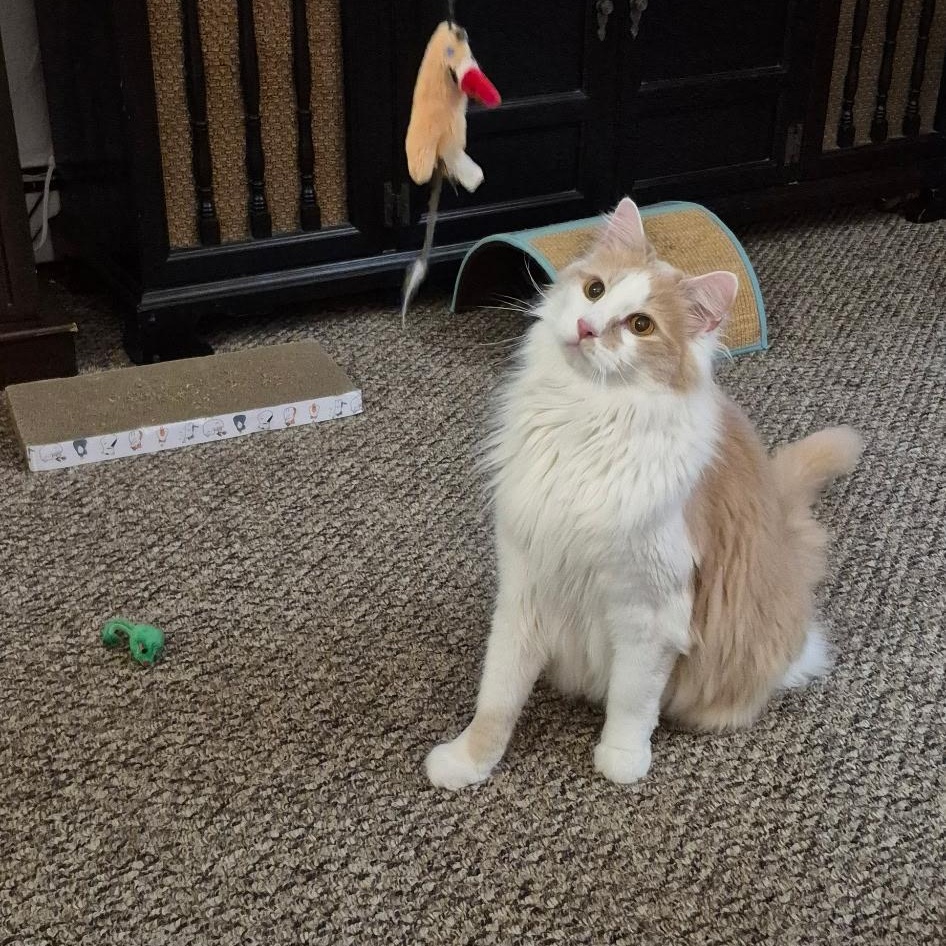 Enlarge Albus, a Adoptable mixed breed in FITCHBURG, MA image 2/6