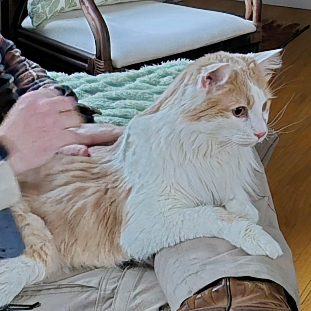 Enlarge Albus, a Adoptable mixed breed in FITCHBURG, MA image 6/6