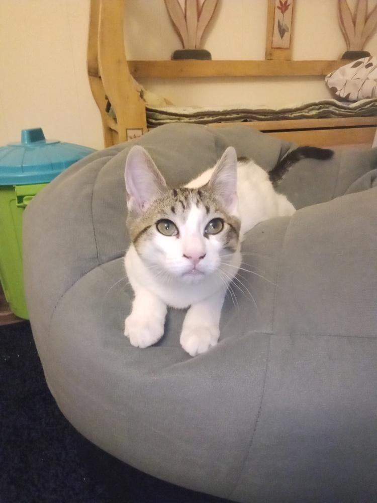 Pandora’s Box: Elpis, Adoptable, Young Male Tabby.