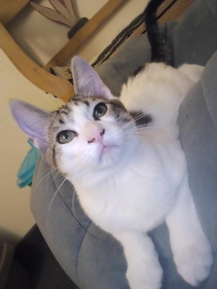 Enlarge Pandora’s Box: Elpis, a Adoptable mixed breed in Warren, CT image 4/6