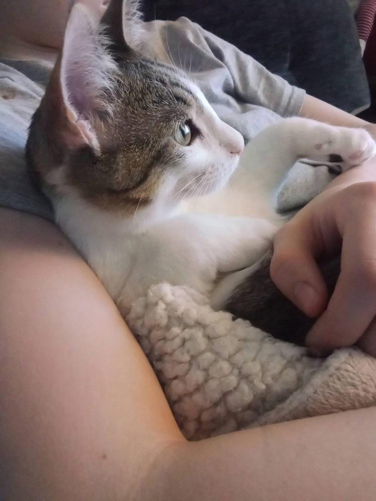 Enlarge Pandora’s Box: Elpis, a Adoptable mixed breed in Warren, CT image 6/6