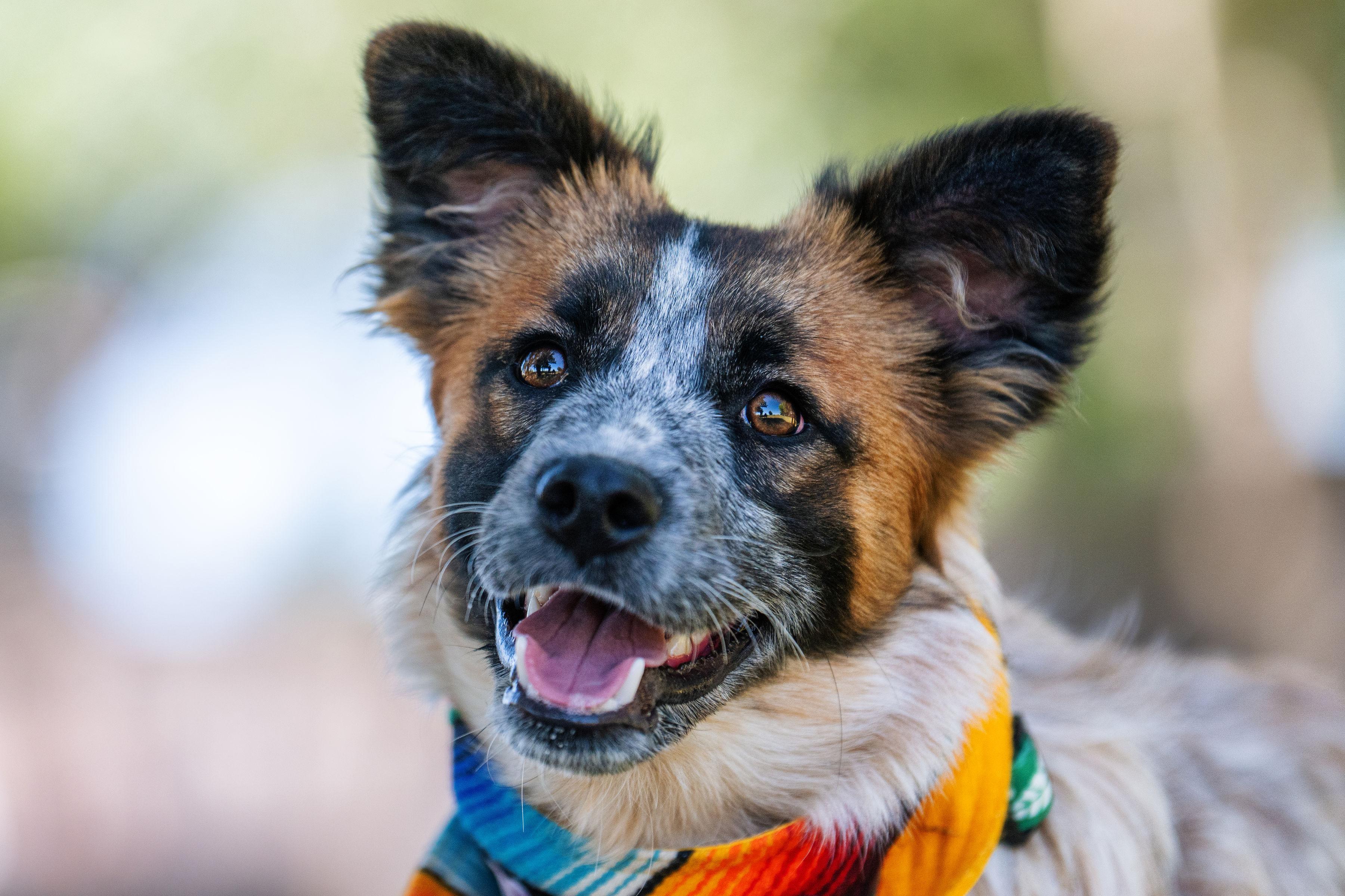 Alex, ADOPTABLE, Young Male Australian Cattle Dog / Blue Heeler & Australian Shepherd.