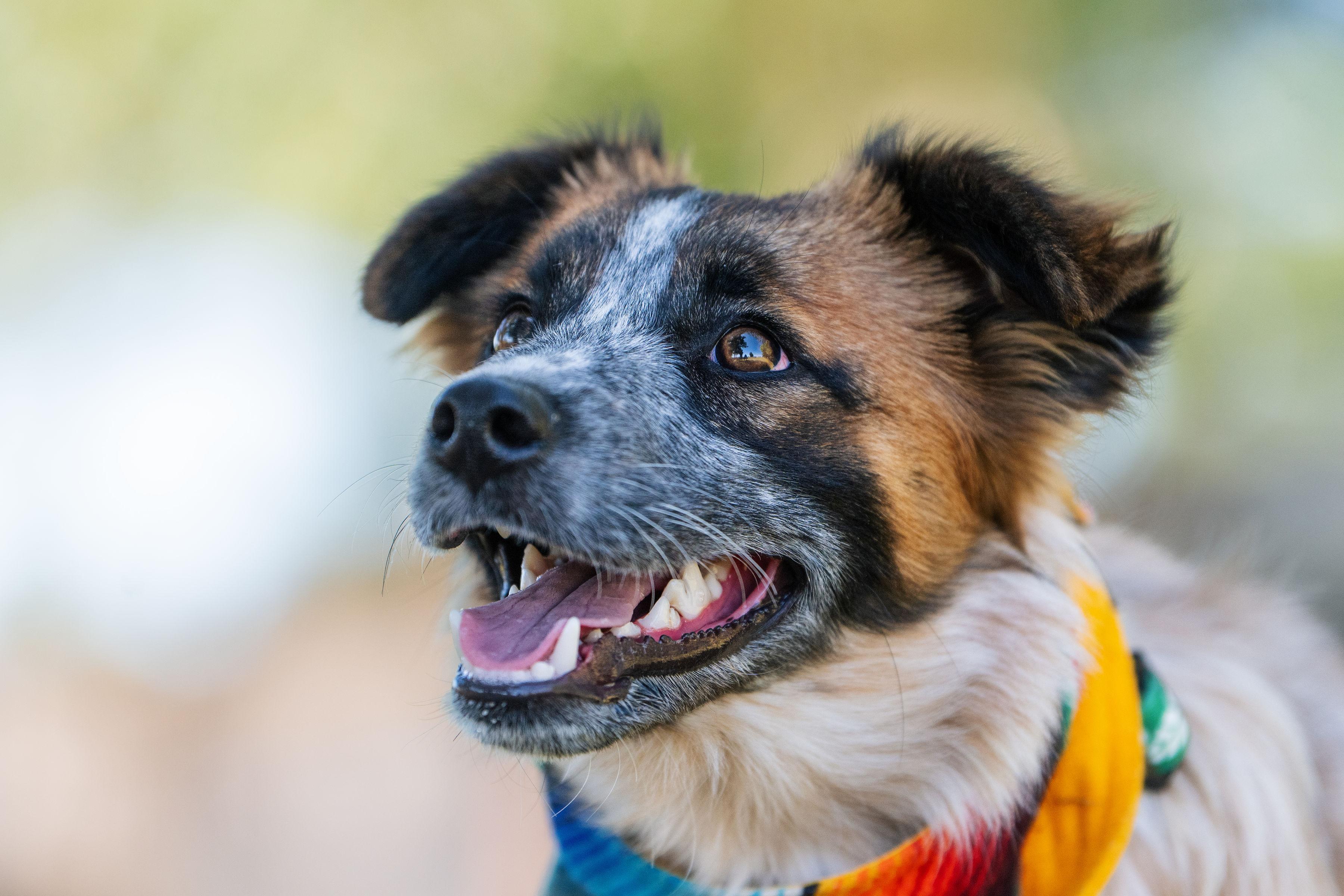 Enlarge Alex, a ADOPTABLE mixed breed in Santa Rosa, CA image 4/5