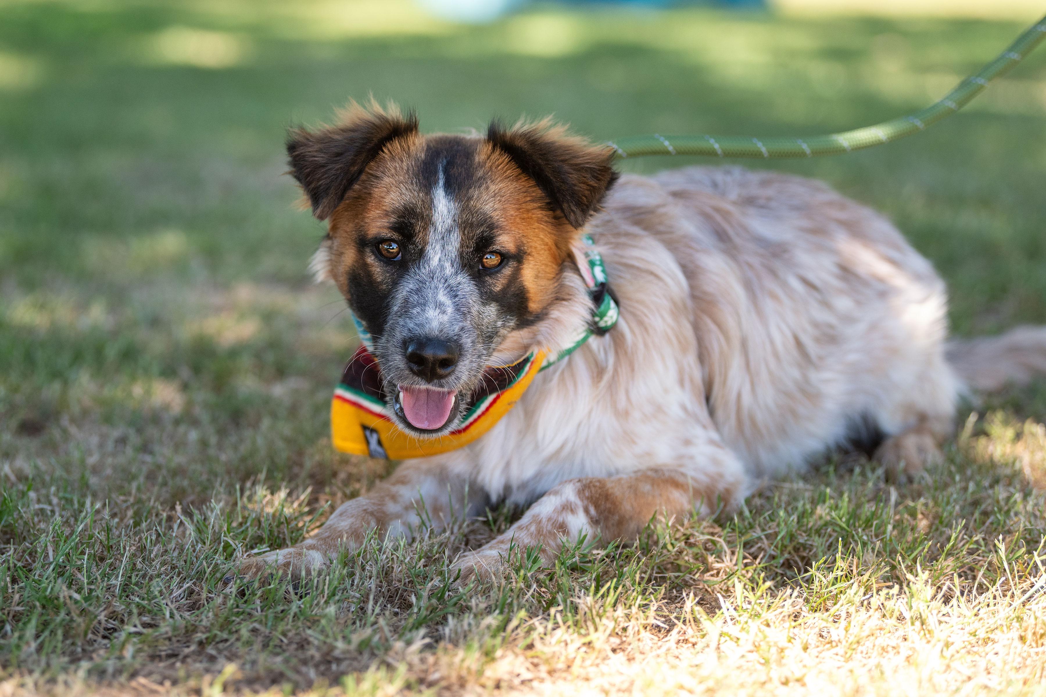 Enlarge Alex, a ADOPTABLE mixed breed in Santa Rosa, CA image 5/5