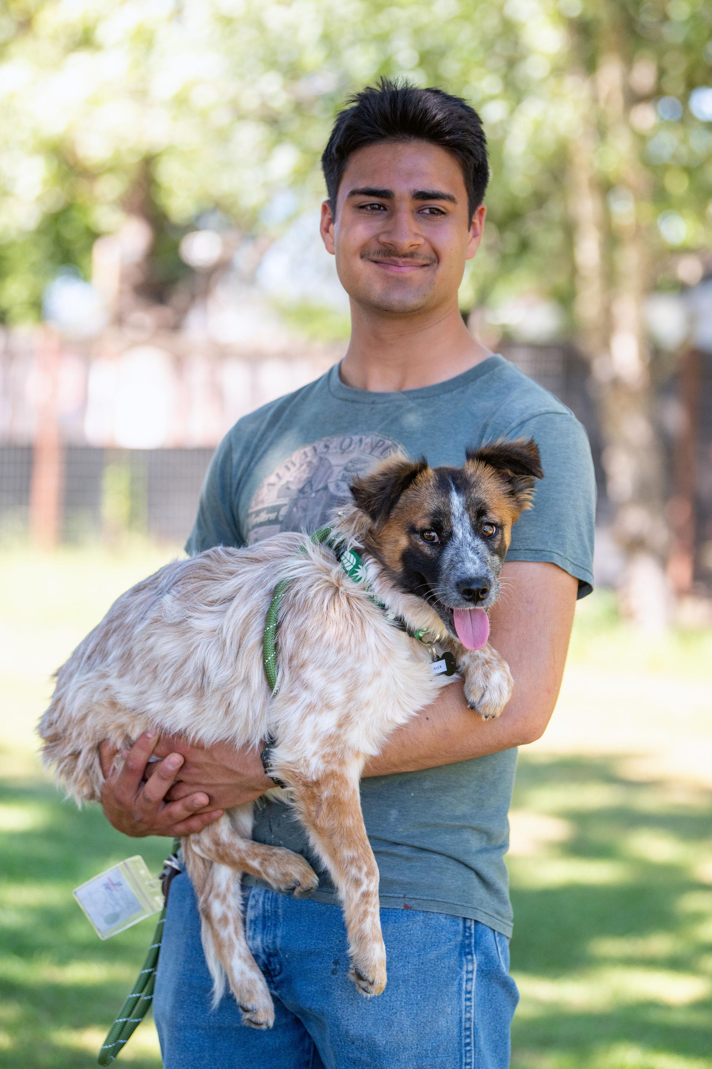 Enlarge Alex, a ADOPTABLE mixed breed in Santa Rosa, CA image 2/5