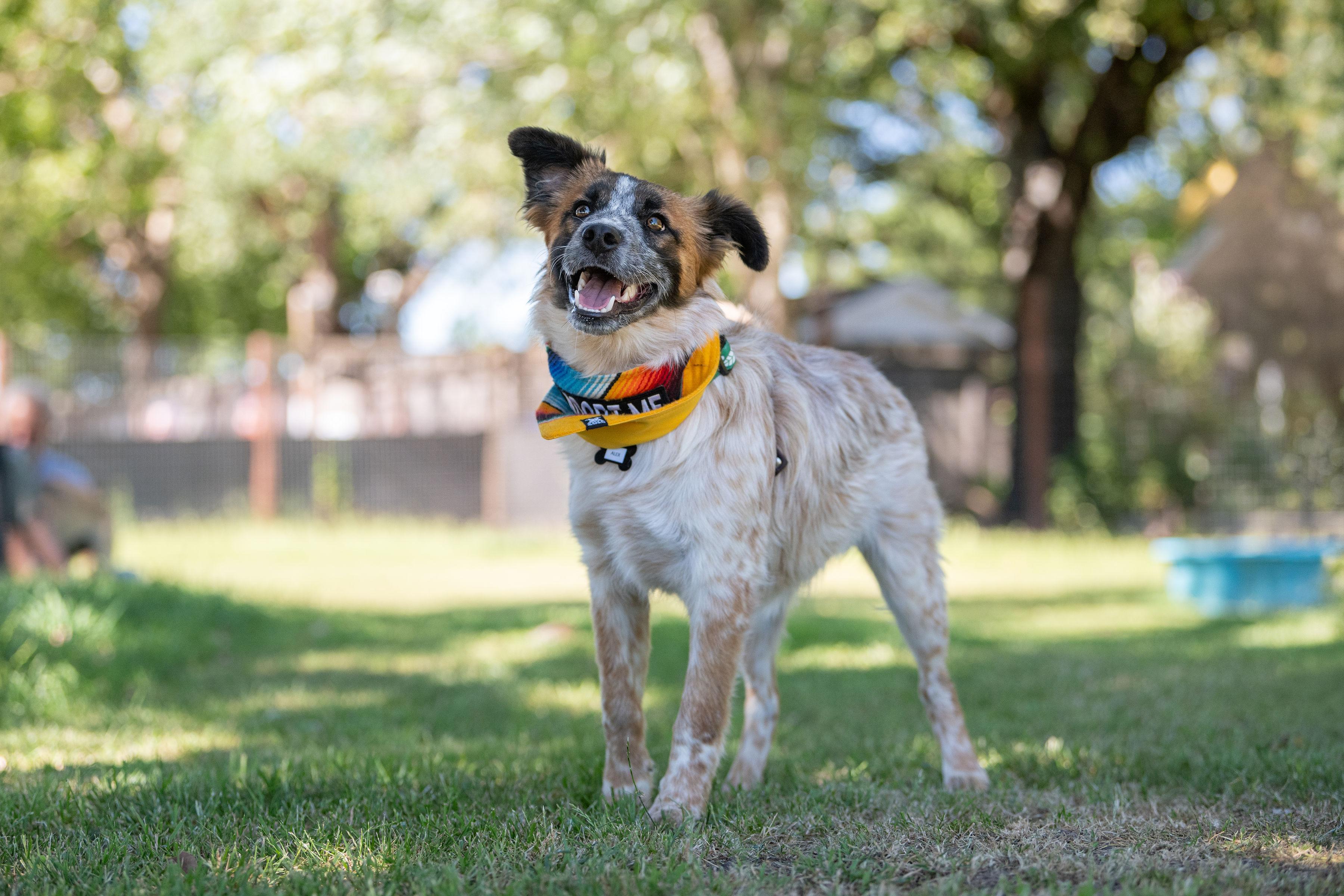 Enlarge Alex, a ADOPTABLE mixed breed in Santa Rosa, CA image 3/5