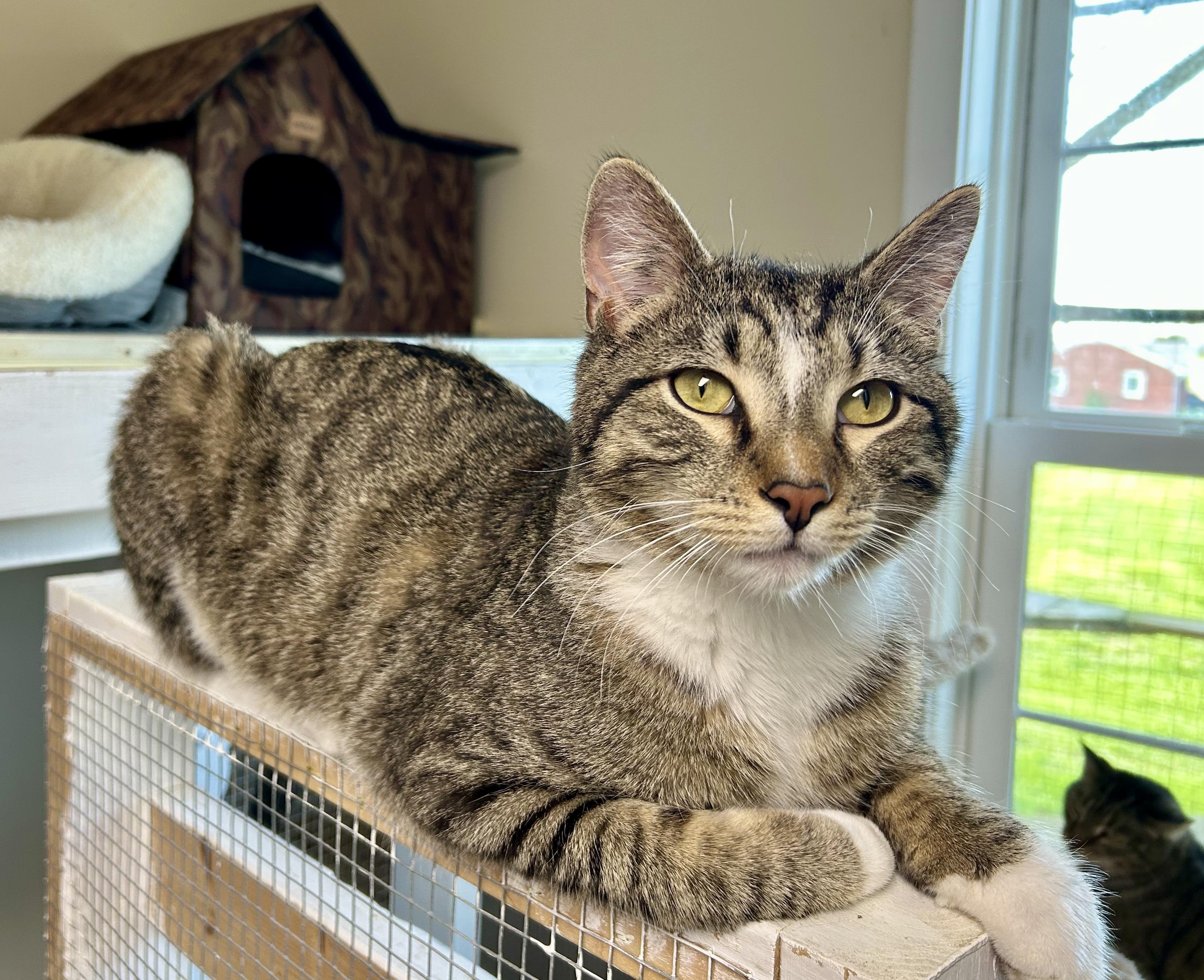 Enlarge Money, a Adoptable Domestic Short Hair in Queenstown, MD image 5/6