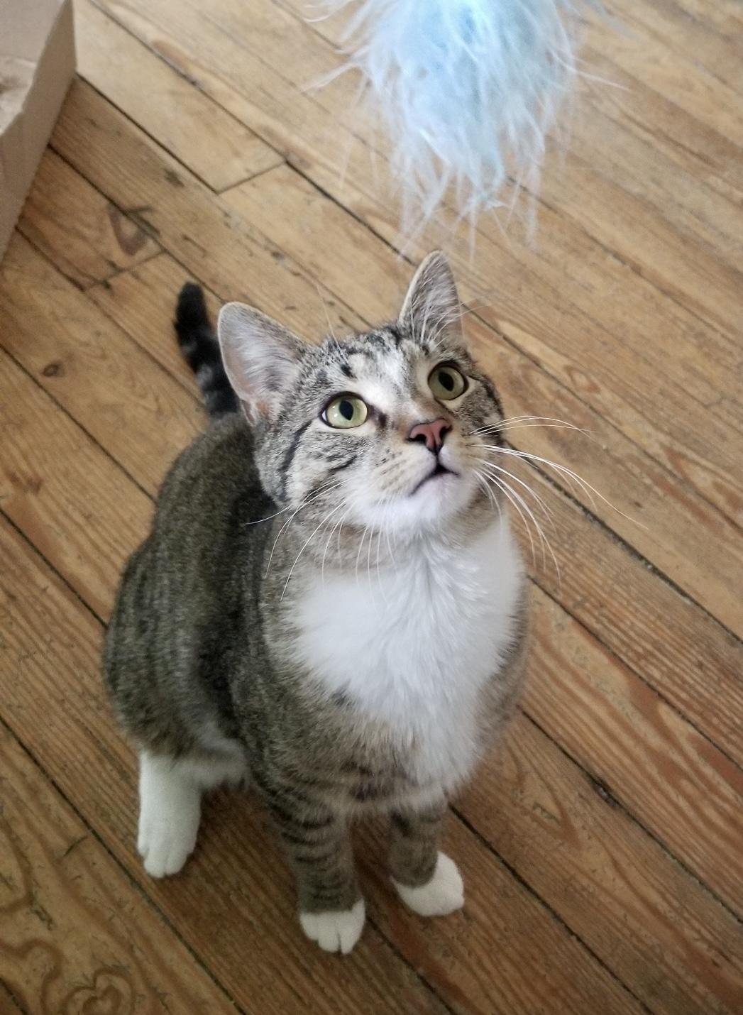 Enlarge Money, a Adoptable Domestic Short Hair in Queenstown, MD image 3/6