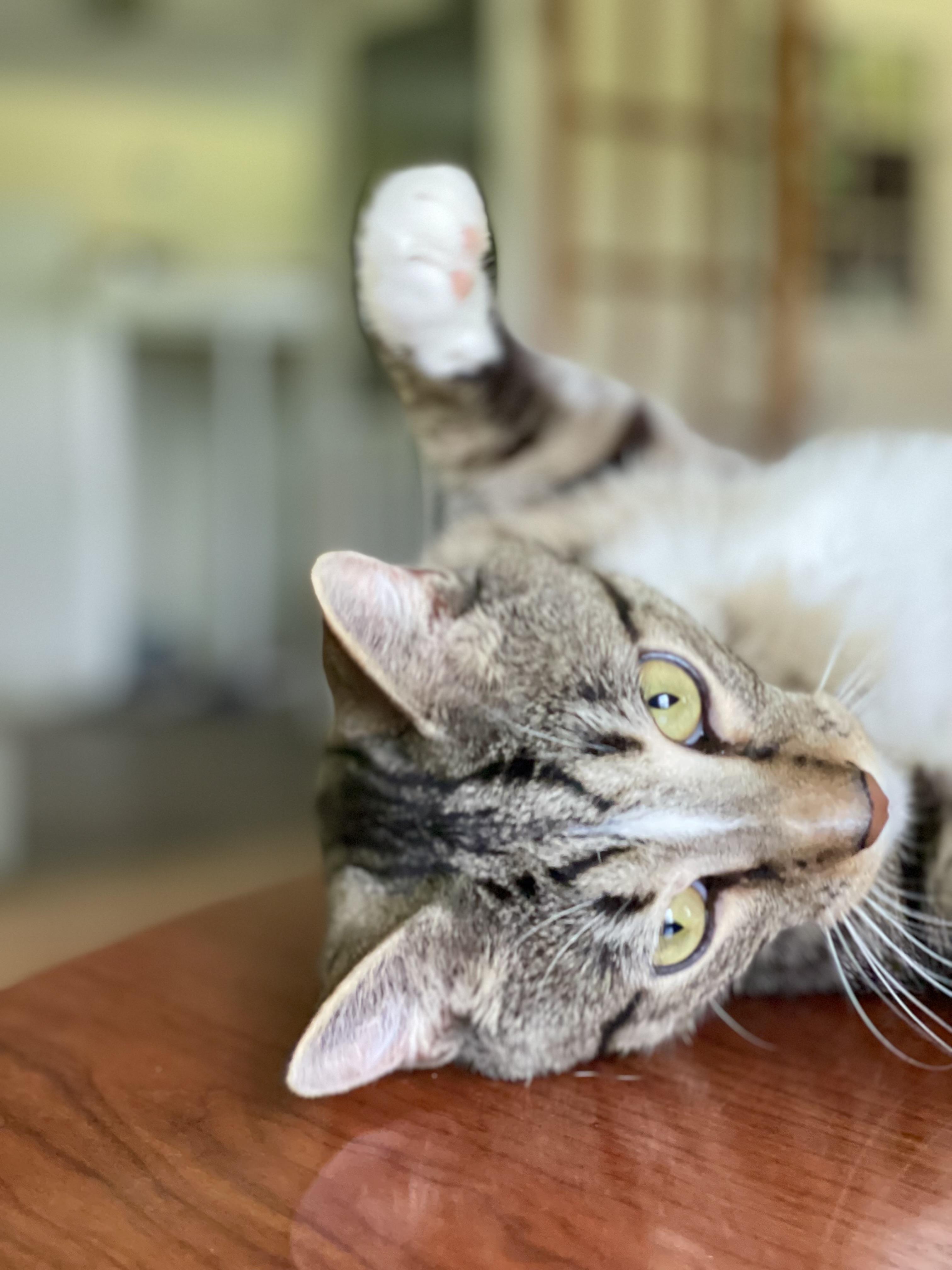 Enlarge Money, a Adoptable Domestic Short Hair in Queenstown, MD image 6/6