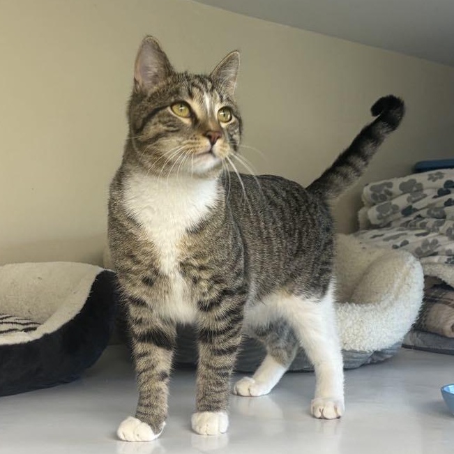 Enlarge Money, a Adoptable Domestic Short Hair in Queenstown, MD image 4/6