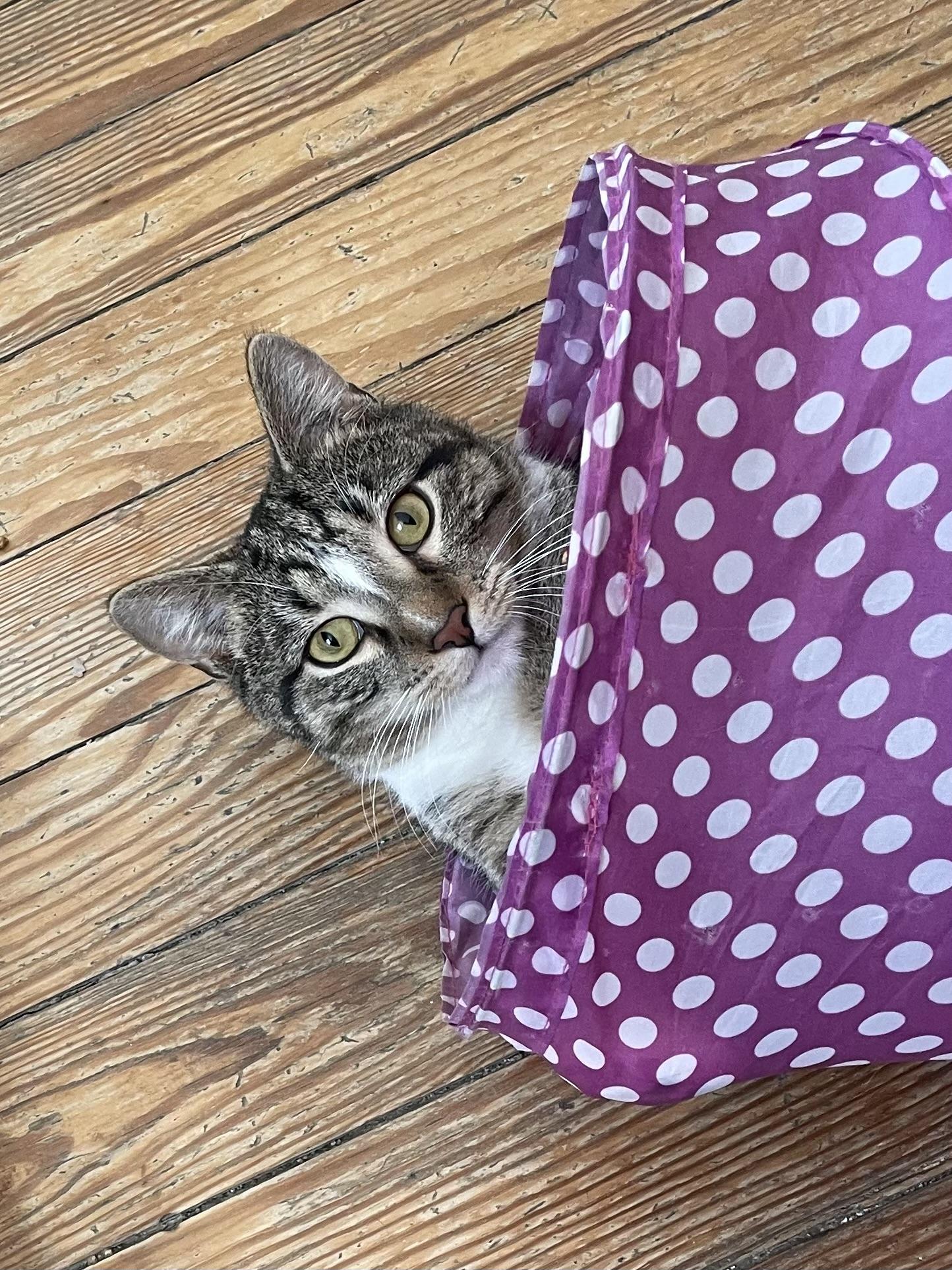 Enlarge Money, a Adoptable Domestic Short Hair in Queenstown, MD image 2/6