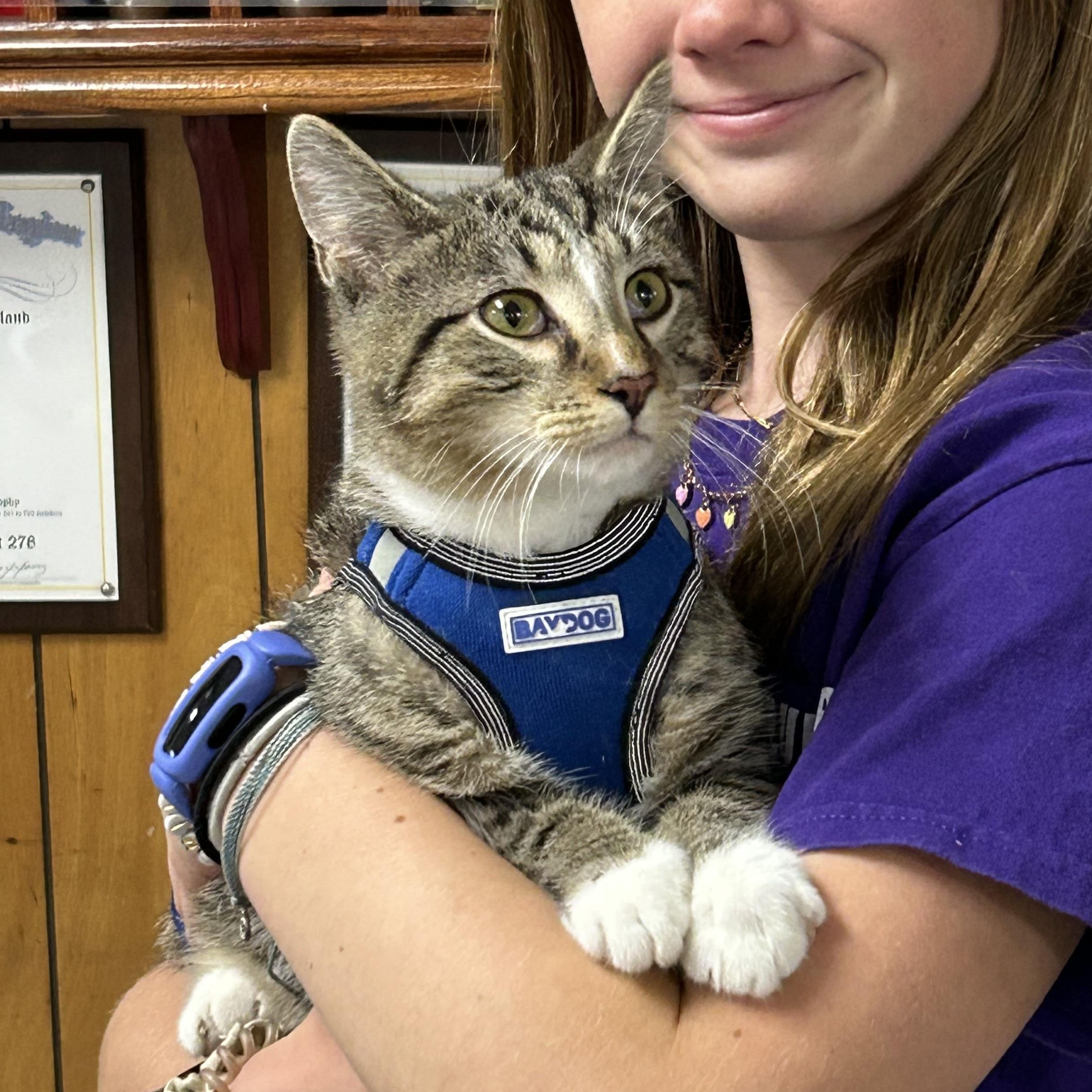 Enlarge Money, a Adoptable Domestic Short Hair in Queenstown, MD image 1/6