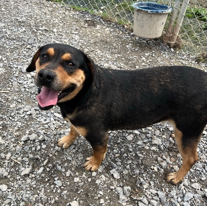 Dog for adoption Waffles, a German Shepherd Dog Mix in Horn Lake, MS