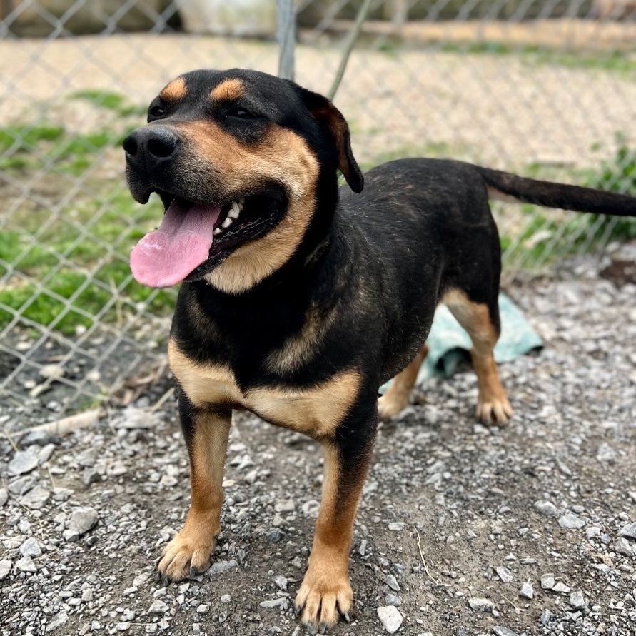 Dog for adoption Waffles, a German Shepherd Dog Mix in Horn Lake, MS