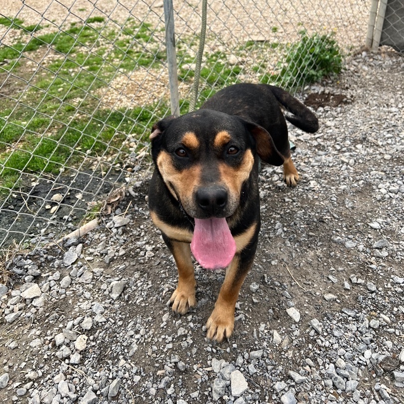 Dog for adoption Waffles, a German Shepherd Dog Mix in Horn Lake, MS