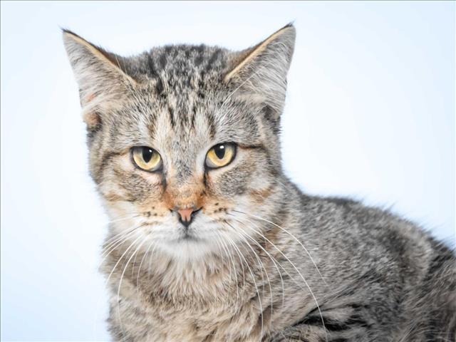 PENNY, Adoptable, Young Female Domestic Short Hair.