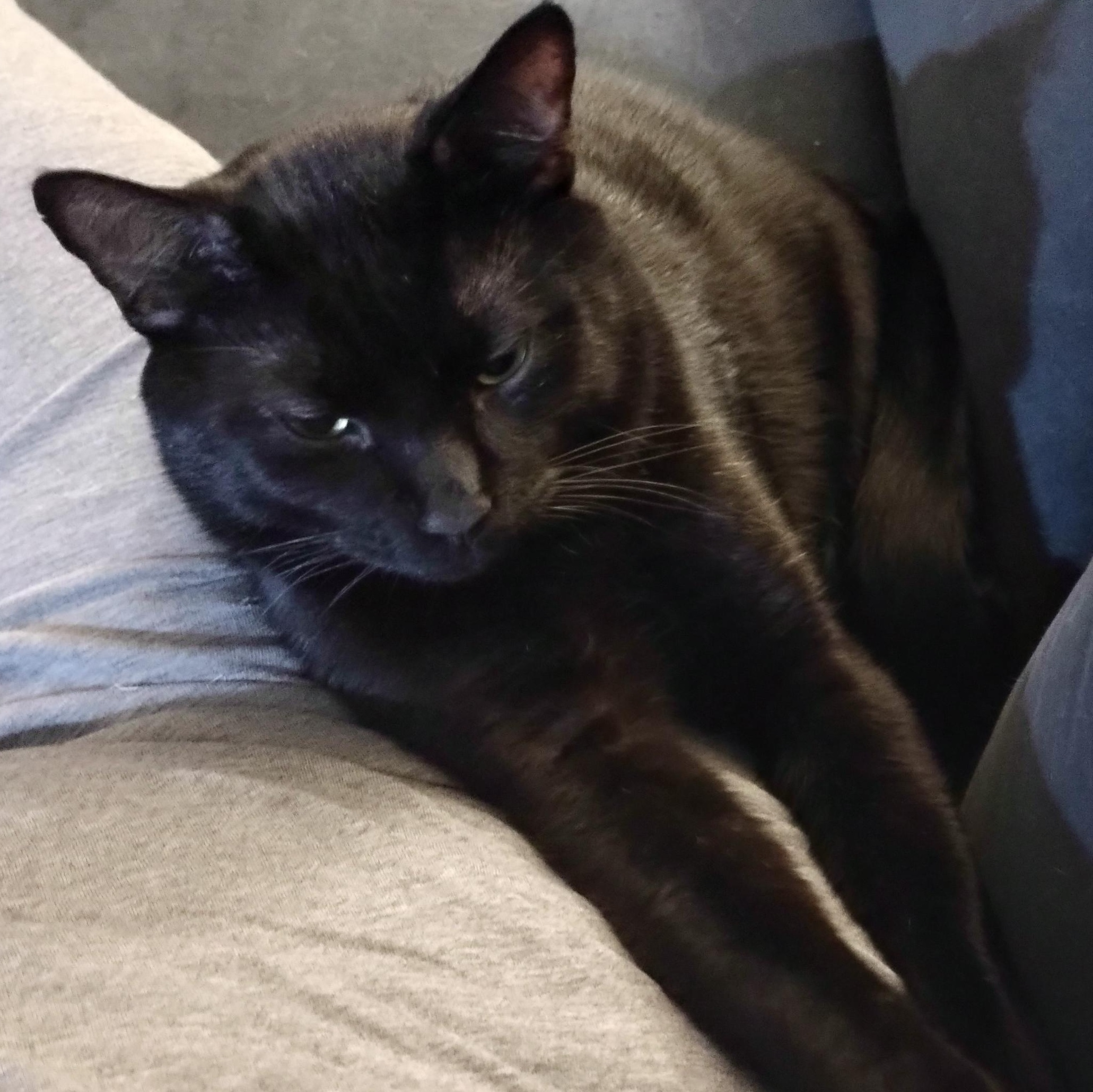 YoKai, ADOPTABLE, Young Male Tuxedo.