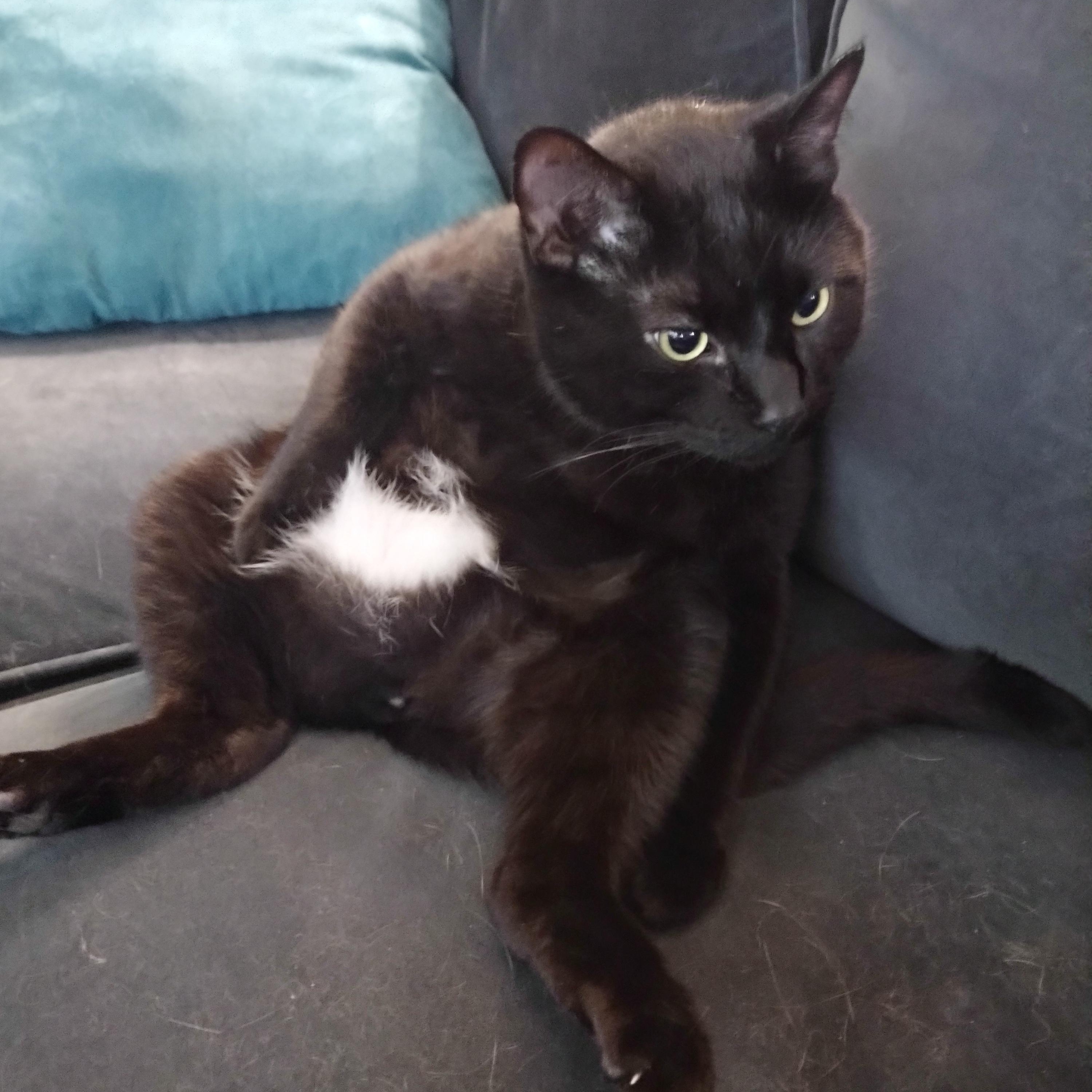 Enlarge YoKai, a ADOPTABLE Tuxedo in Plymouth, MN image 2/4