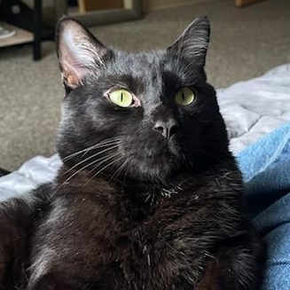 Enlarge YoKai, a ADOPTABLE Tuxedo in Plymouth, MN image 3/4