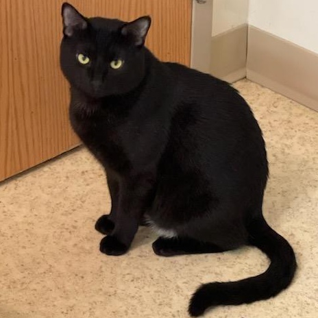 Enlarge YoKai, a ADOPTABLE Tuxedo in Plymouth, MN image 4/4