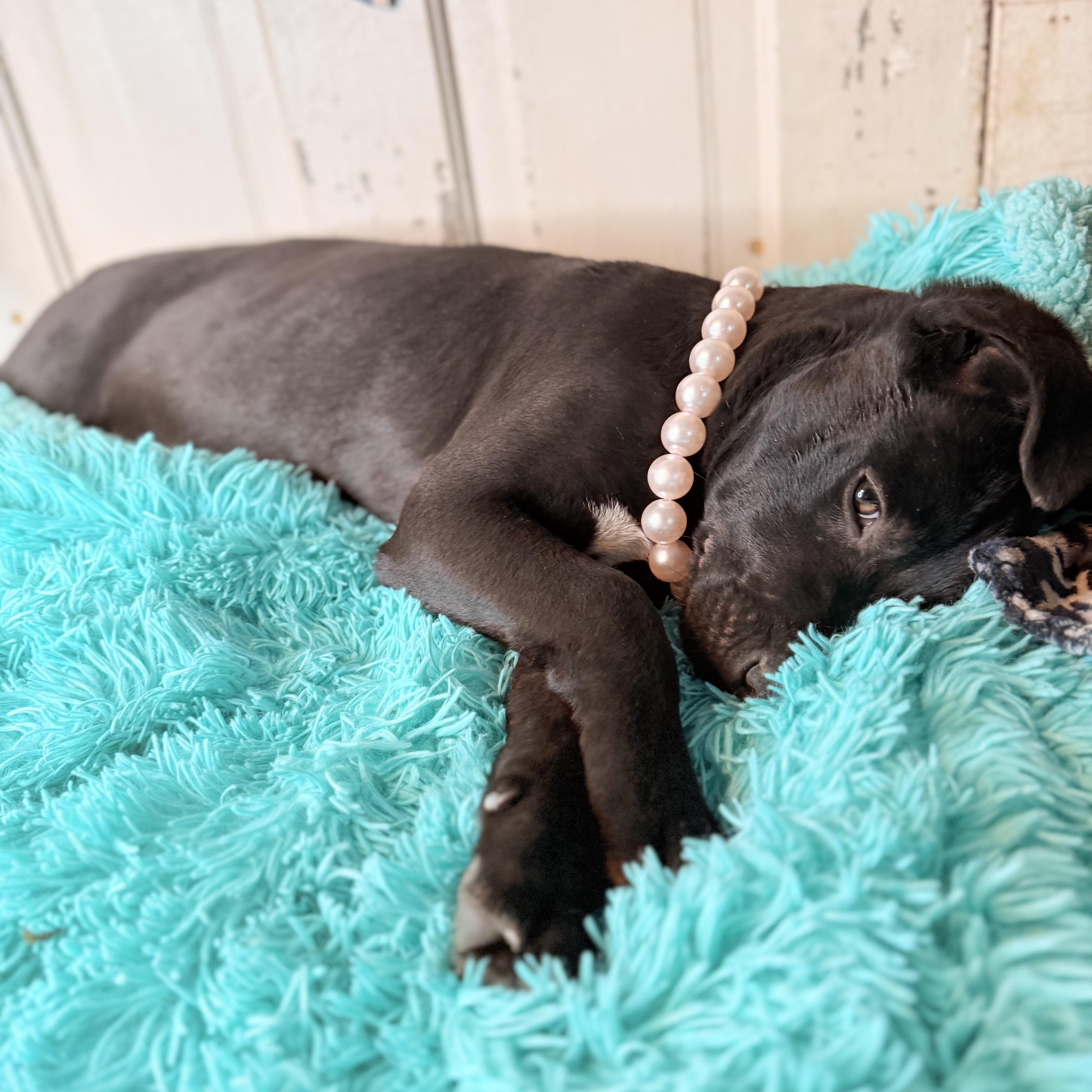 Enlarge Alice $200 adoption fee, a Adoptable mixed breed in Roscoe, IL image 2/5