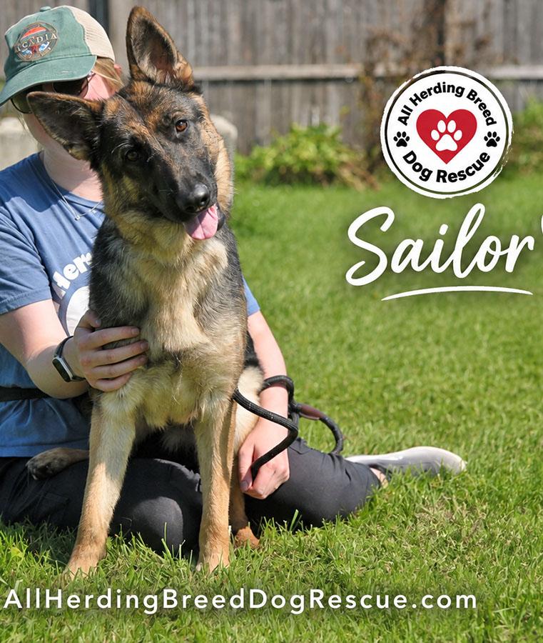 Sailor, a Adoptable German Shepherd Dog in Joliet, IL image 4/5