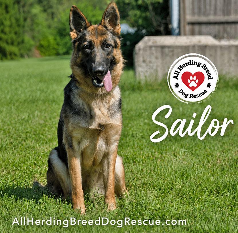 Sailor, a Adoptable German Shepherd Dog in Joliet, IL image 3/5
