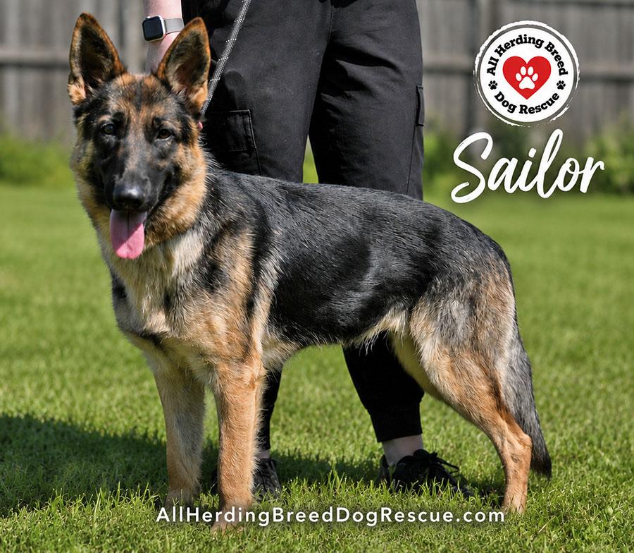 Sailor, Adoptable, Young Female German Shepherd Dog.