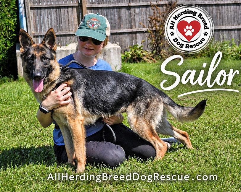 Sailor, a Adoptable German Shepherd Dog in Joliet, IL image 2/5