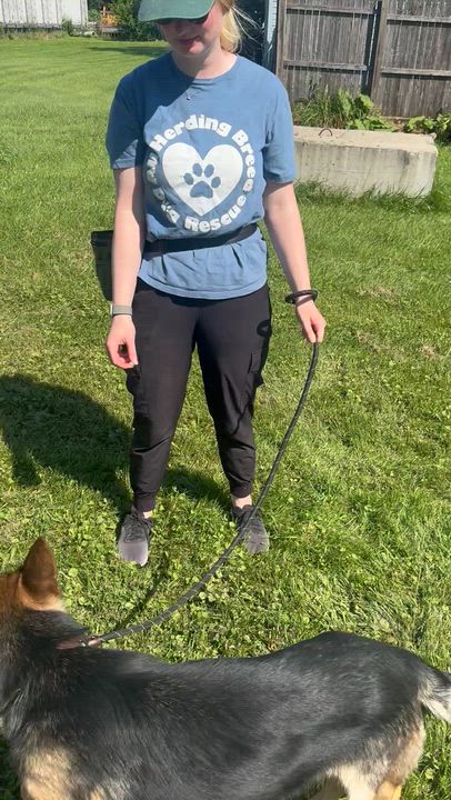 Enlarge Sailor, a Adoptable German Shepherd Dog in Joliet, IL video 5/5