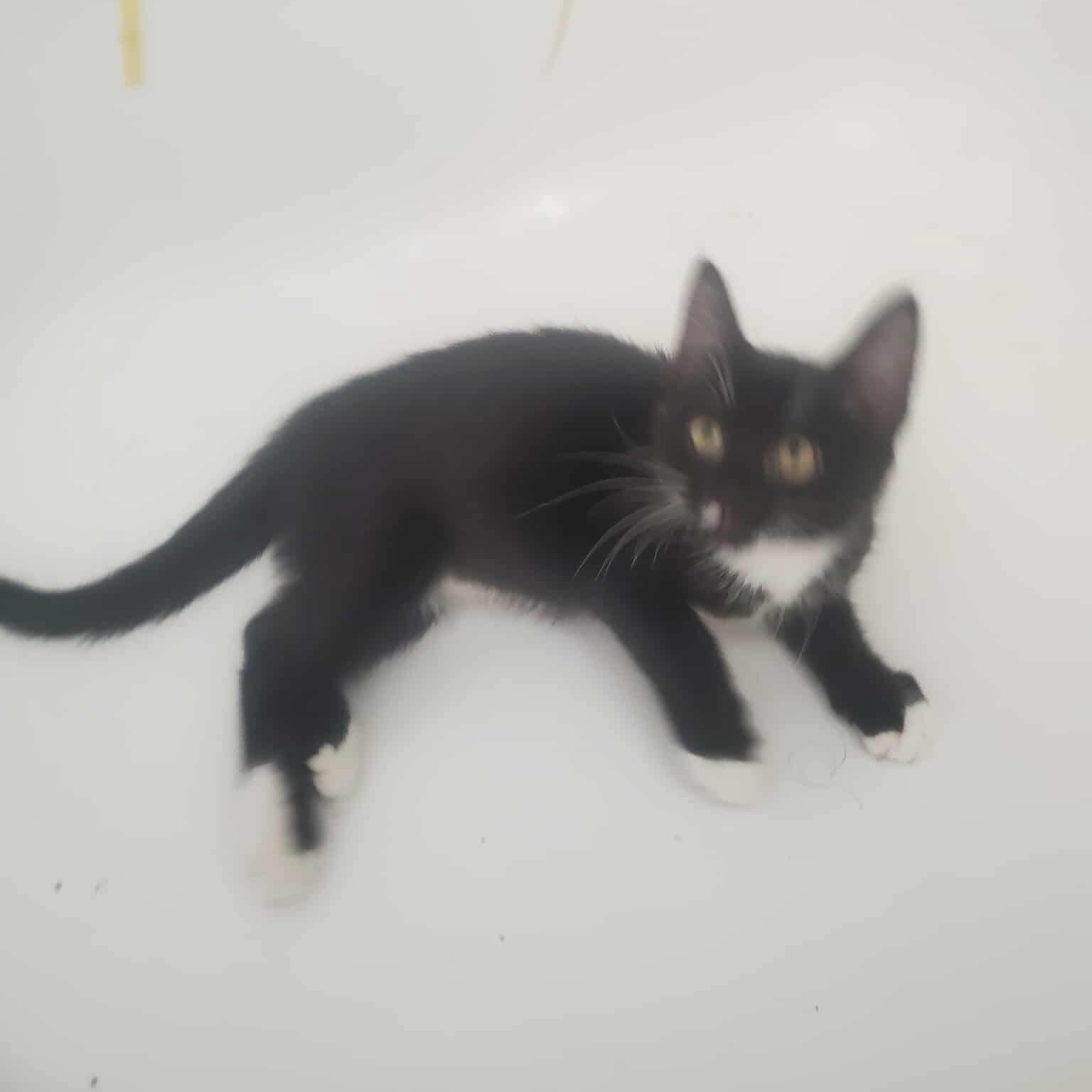 Samba