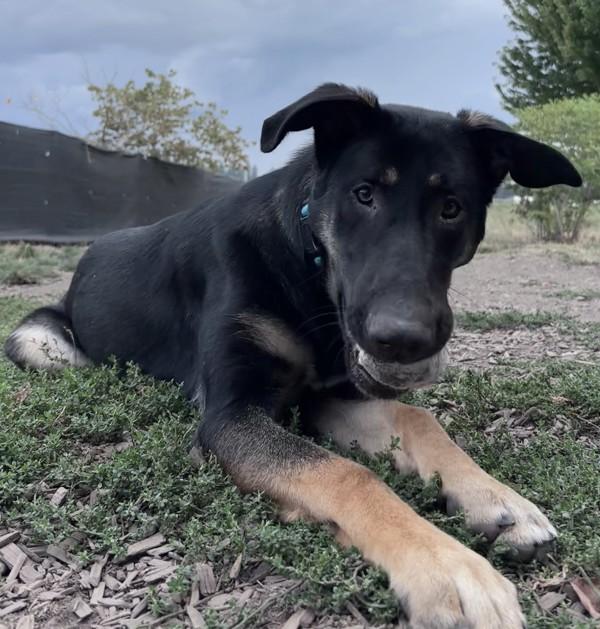 Enlarge Stormy, a Adoptable mixed breed in Salem, OR image 1/6