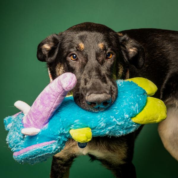 Enlarge Stormy, a Adoptable mixed breed in Salem, OR image 2/6