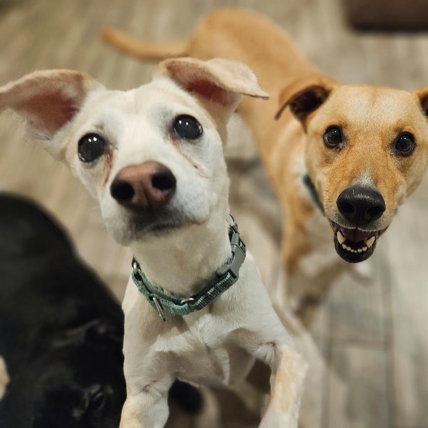 Enlarge Penny (ADOPTED!), a Adopted mixed breed in Chicago, IL image 2/5