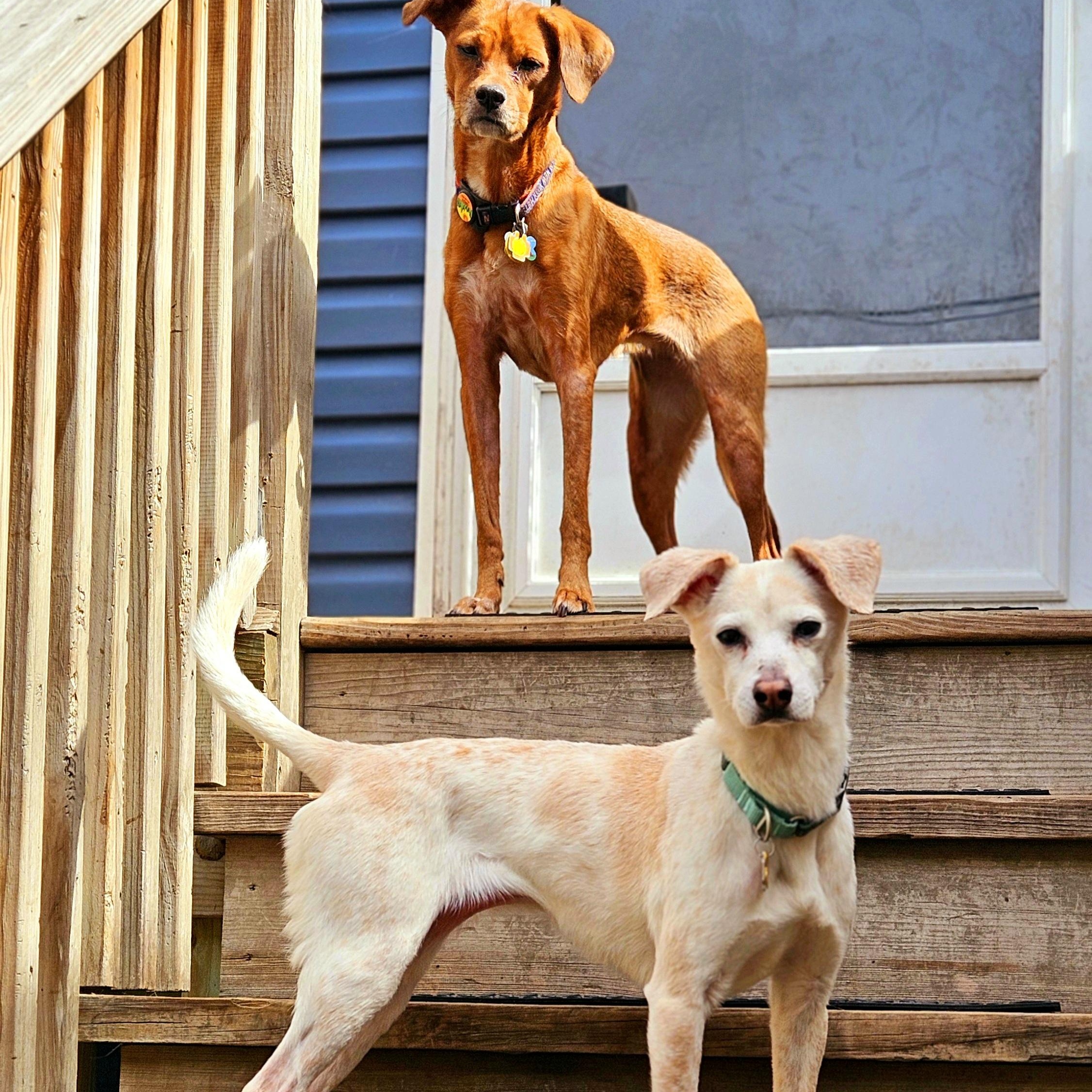 Enlarge Penny (ADOPTED!), a Adopted mixed breed in Chicago, IL image 3/5