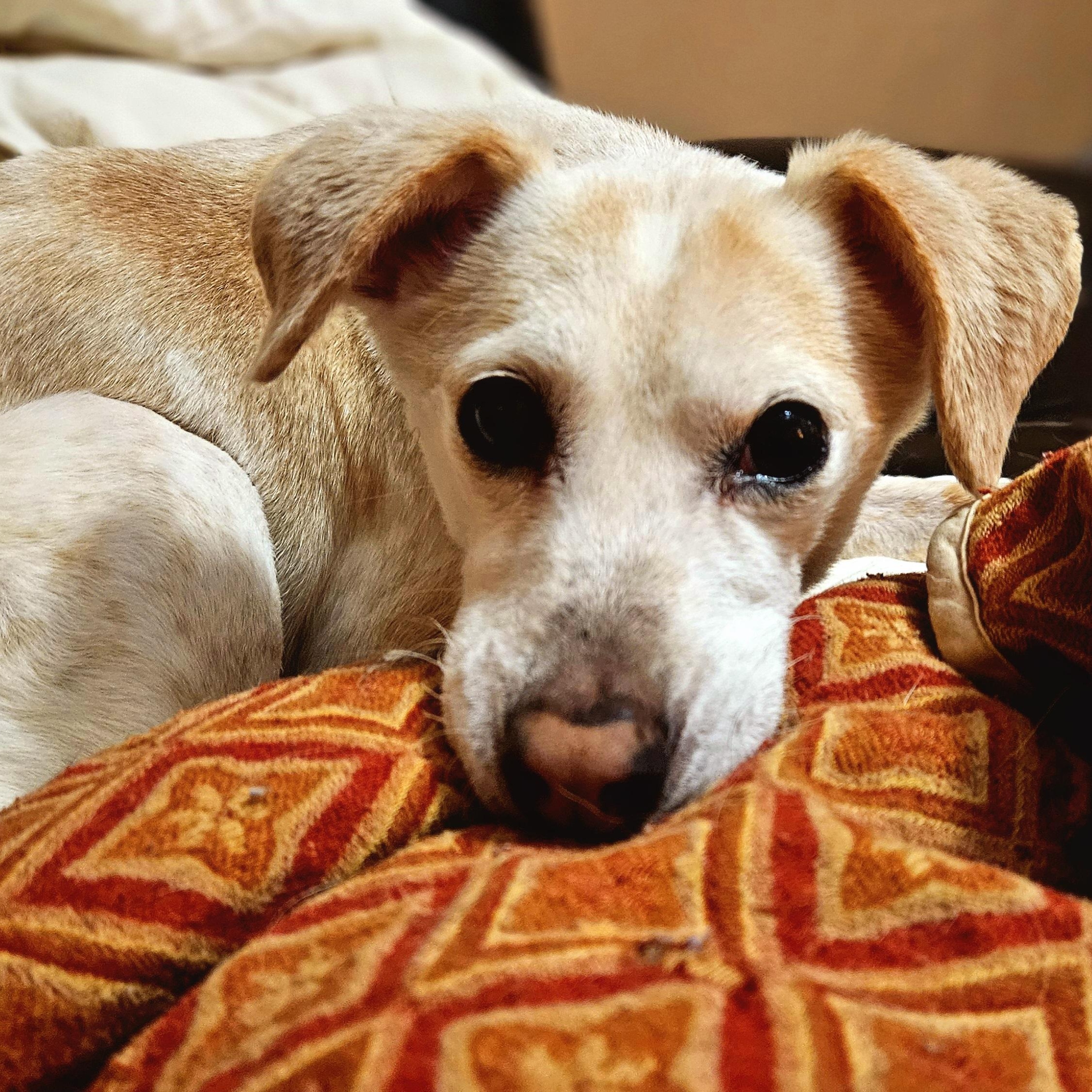 Enlarge Penny (ADOPTED!), a Adopted mixed breed in Chicago, IL image 4/5