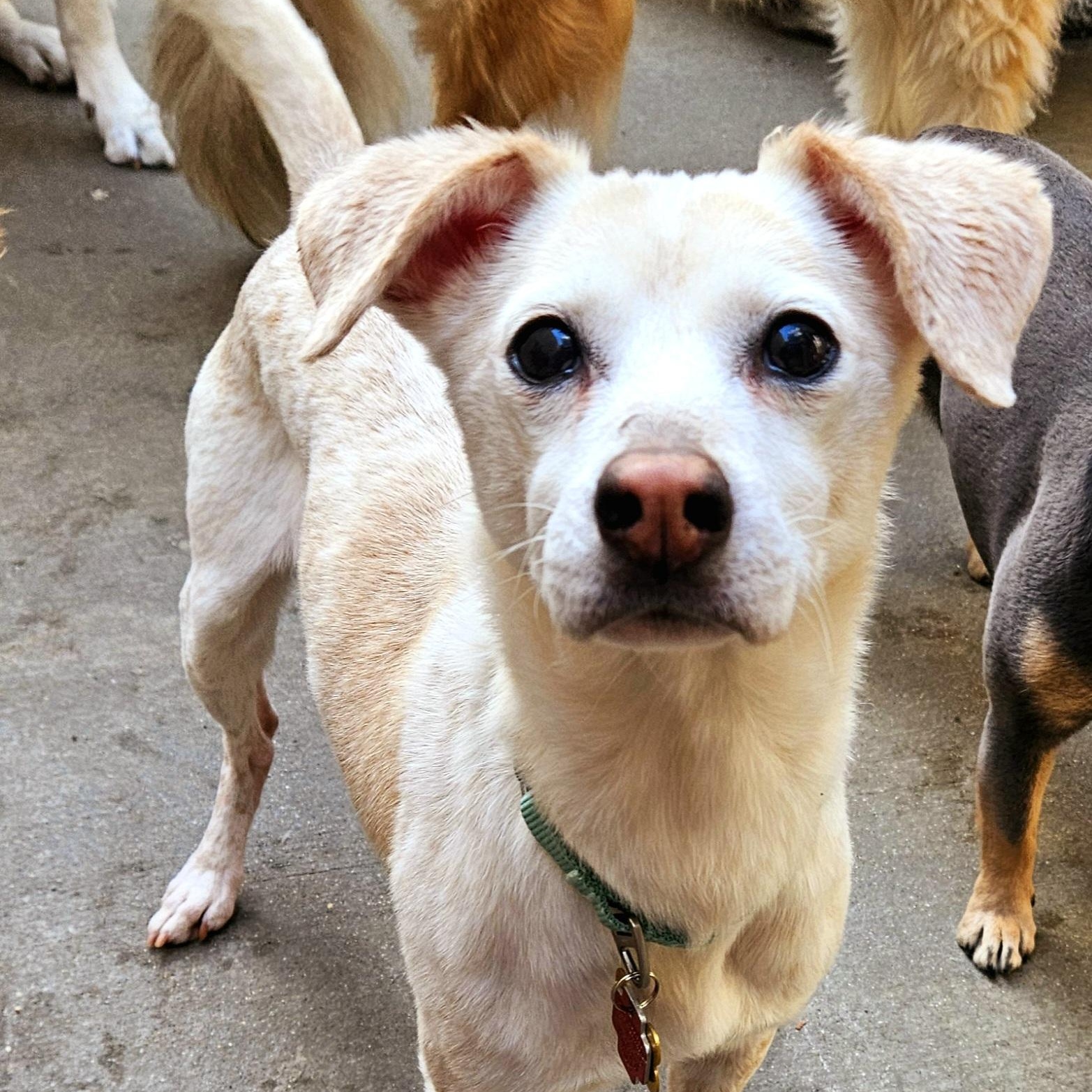 Enlarge Penny (ADOPTED!), a Adopted mixed breed in Chicago, IL image 1/5
