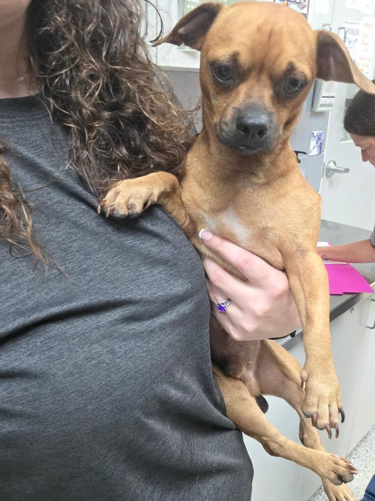 Enlarge Chester, a Adoptable mixed breed in Livingston, LA image 1/2