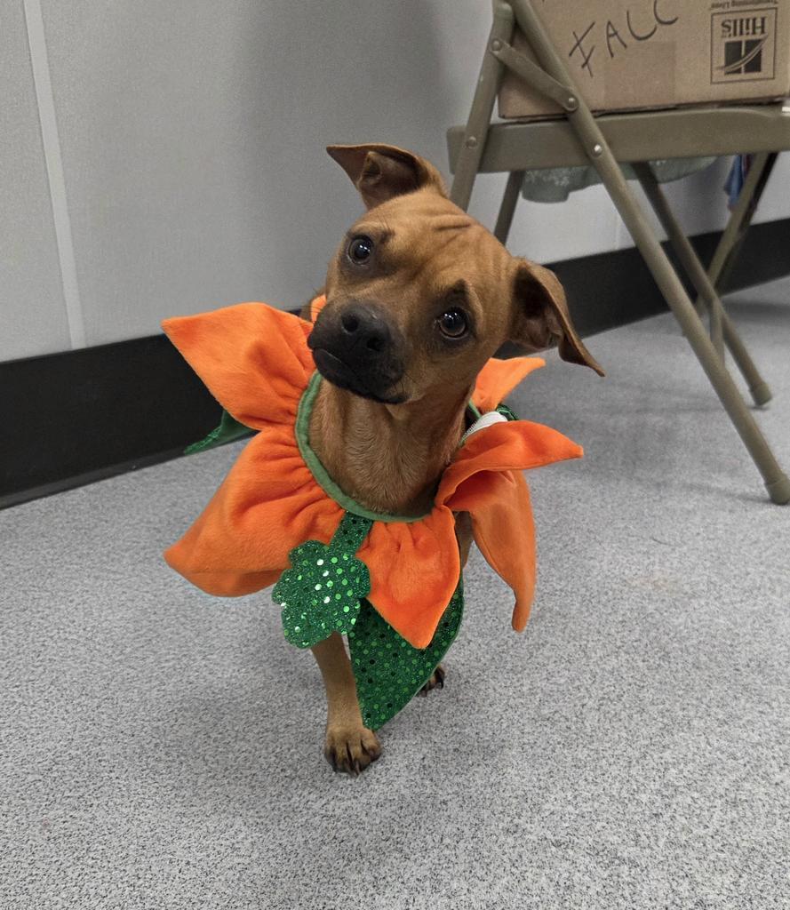 Enlarge Chester, a Adoptable mixed breed in Livingston, LA image 2/2