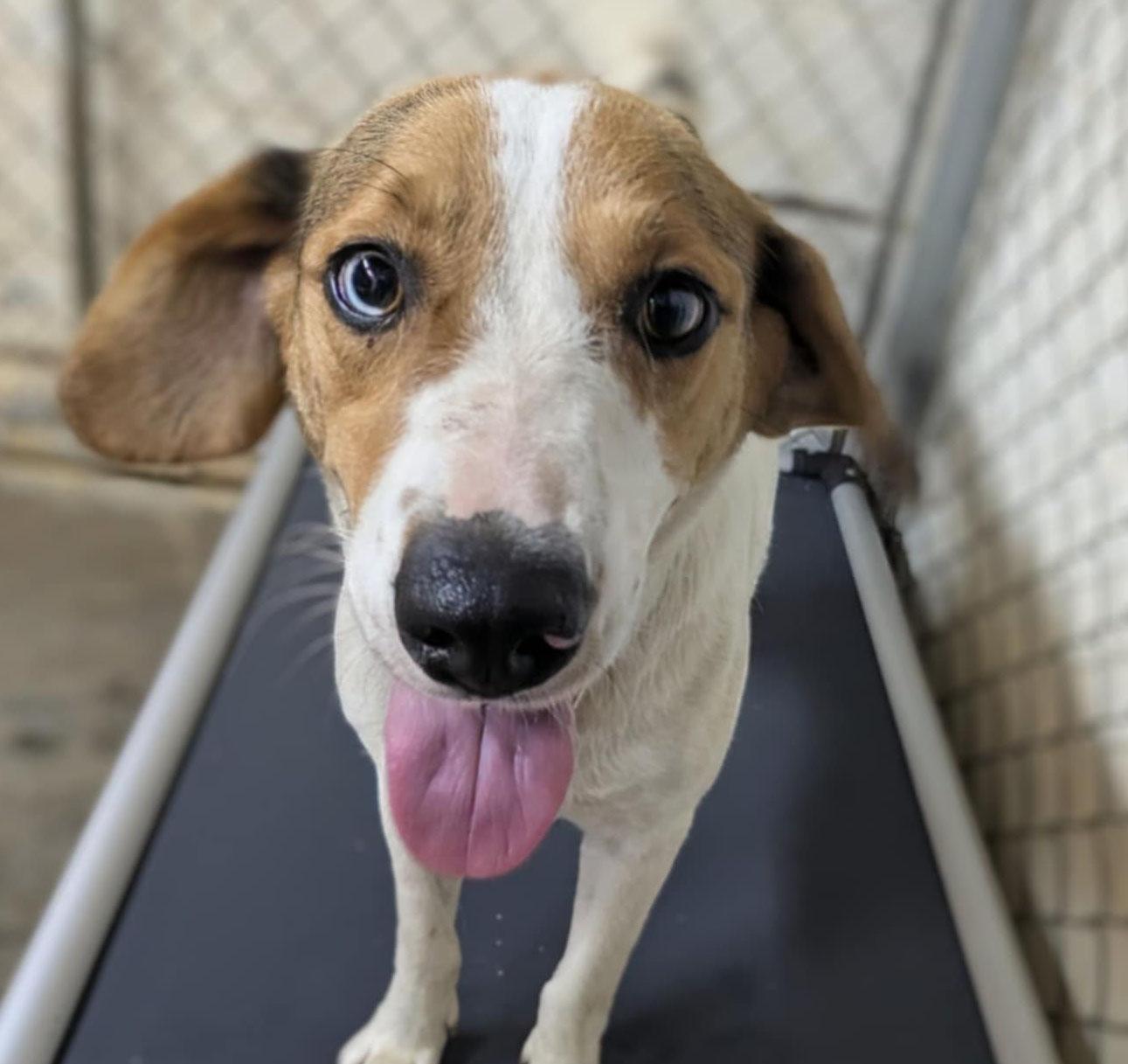 Shelby, Adoptable, Young Female Hound & Beagle.