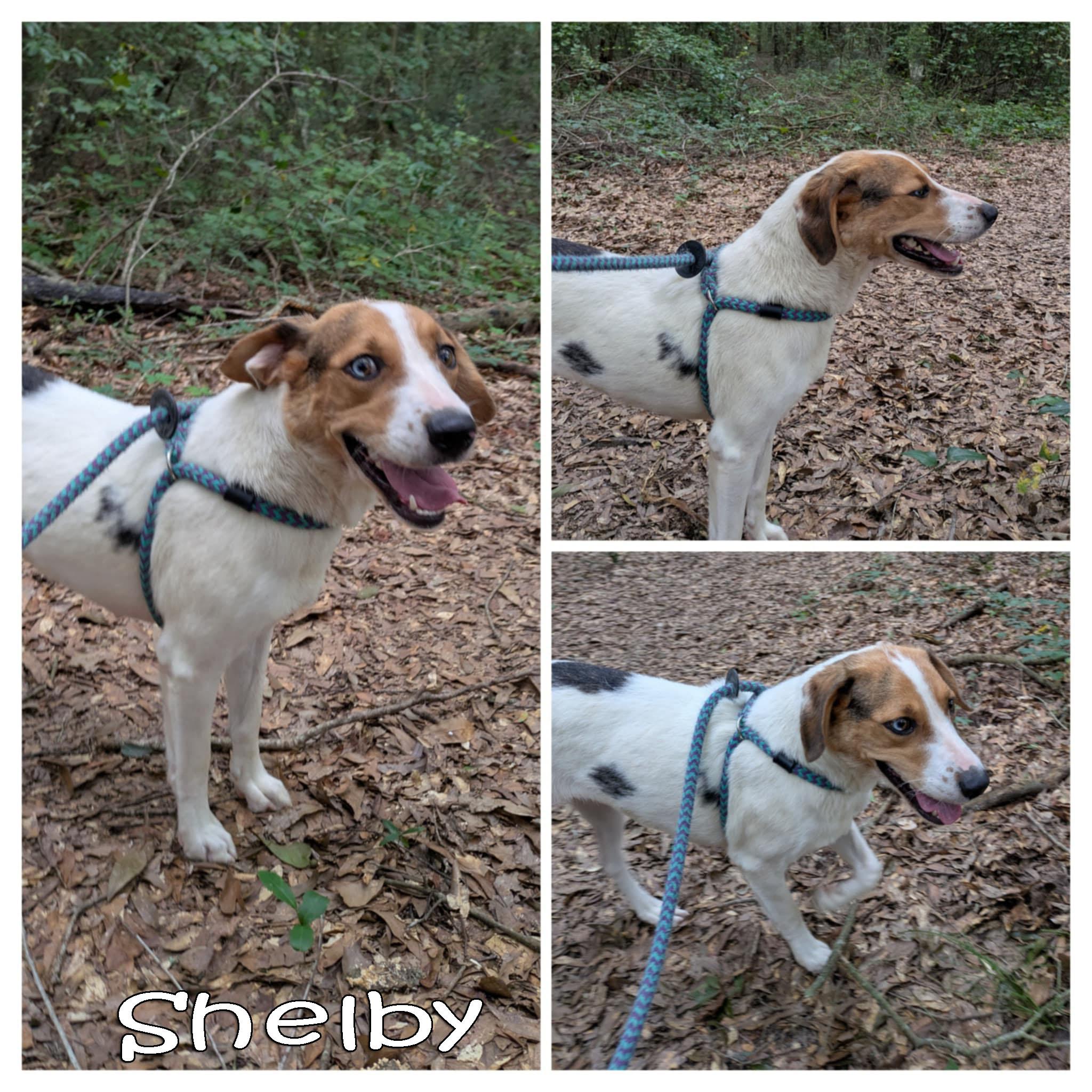 Enlarge Shelby, a Adoptable mixed breed in Ozark, AL image 2/3