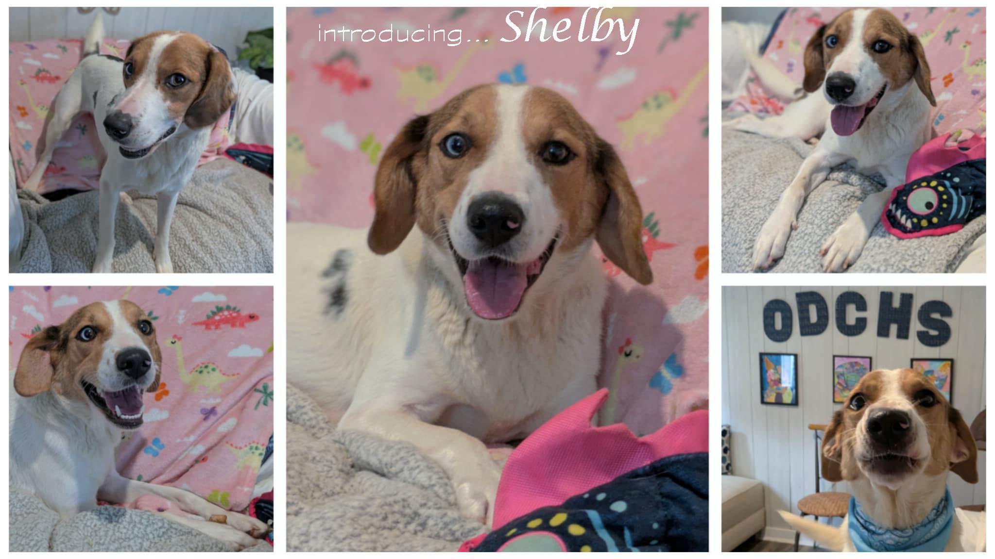 Enlarge Shelby, a Adoptable mixed breed in Ozark, AL image 3/3