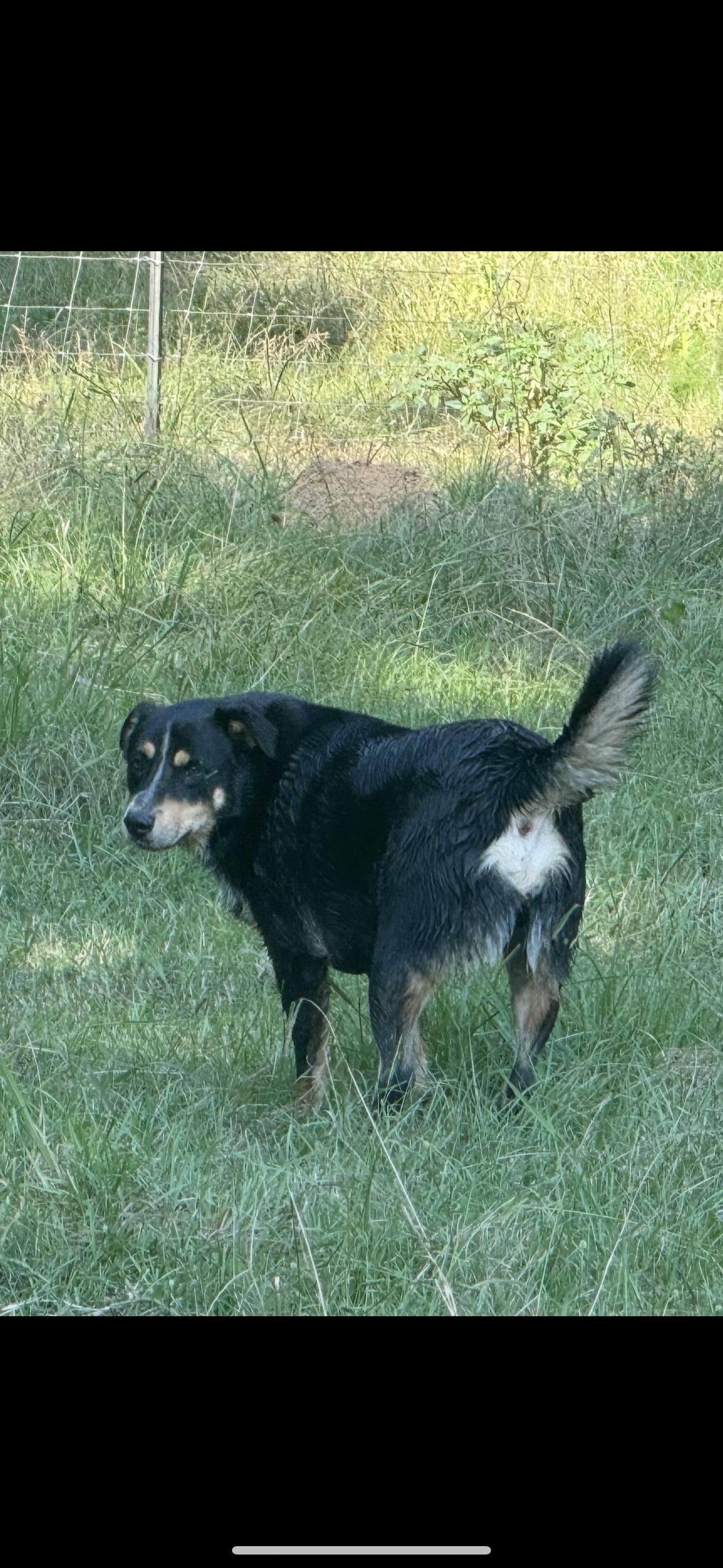Enlarge Teddy, a Adoptable mixed breed in Holly Springs, MS image 1/2