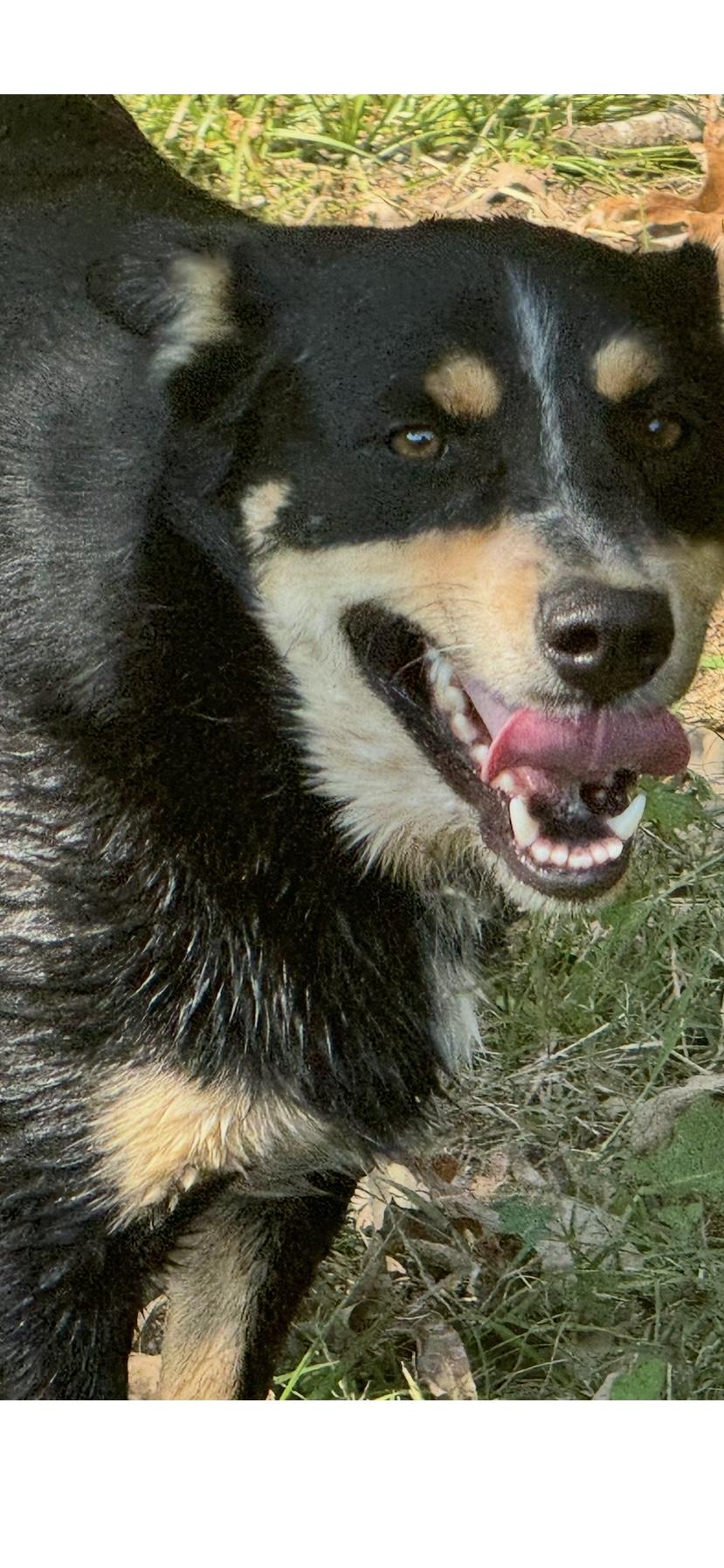 Enlarge Teddy, a Adoptable mixed breed in Holly Springs, MS image 2/2