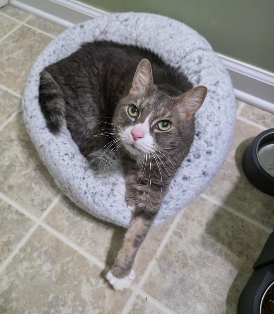 Mimi, Adoptable, Senior Male Domestic Medium Hair.