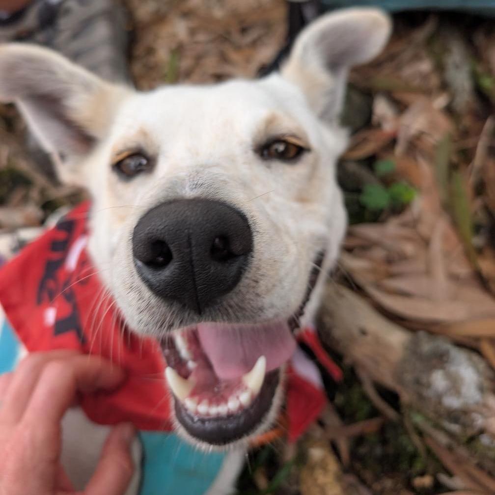 Horchata, Adoptable, Adult Male Mixed Breed.